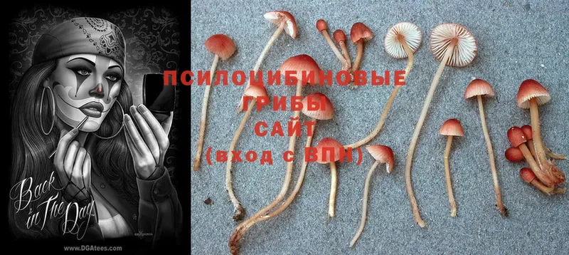 Псилоцибиновые грибы Magic Shrooms Каменск-Шахтинский